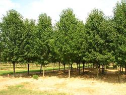 Pyrus calleryana 'New Bradford' — photo 1