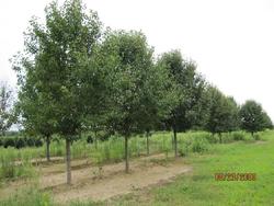 Pyrus calleryana 'New Bradford' — photo 2