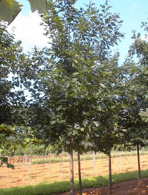 Quercus rubra Northern Red