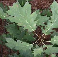 Quercus rubra Northern Red — photo 2