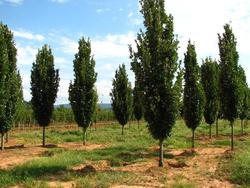Quercus x Regal Prince — photo 1