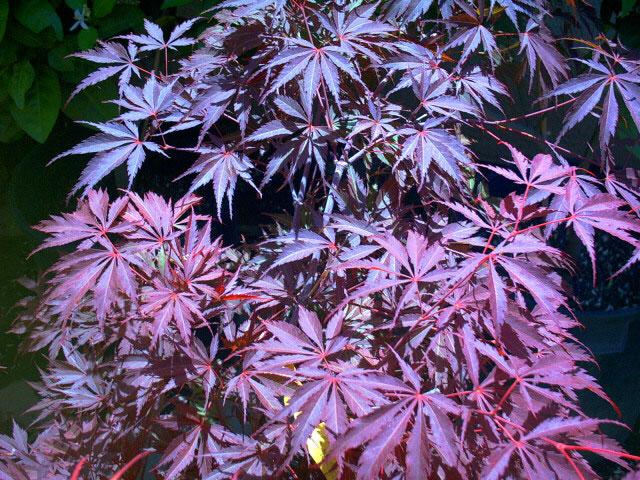 Acer palmatum 'Sherwood Flame' — photo 1