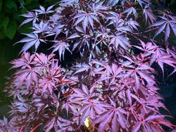 Acer palmatum 'Sherwood Flame' — photo 1