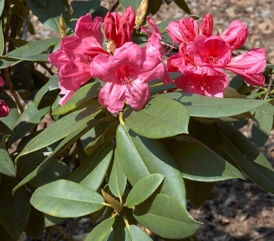 Rhododendron Anna Rose