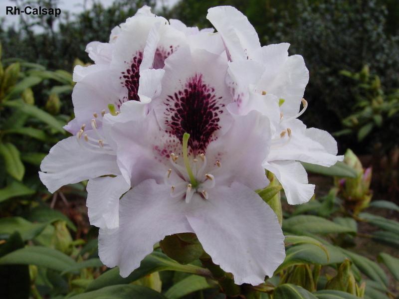 Rhododendron Calsap