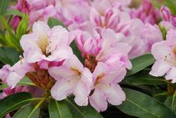 Rhododendron Carolinianum — photo 1