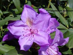 Rhododendron cat. 'Boursault' — photo 1