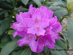 Rhododendron cat. 'English Roseum — photo 1