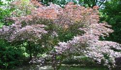 Acer palmatum 'Sherwood Flame' — photo 2