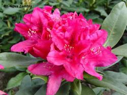 Rhododendron catawbiense Nova Zembla — photo 1