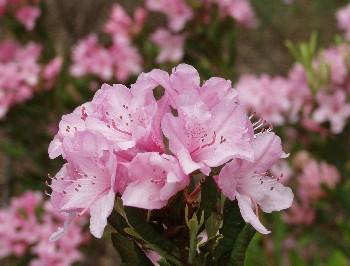 Rhododendron Chapmanii Wonder