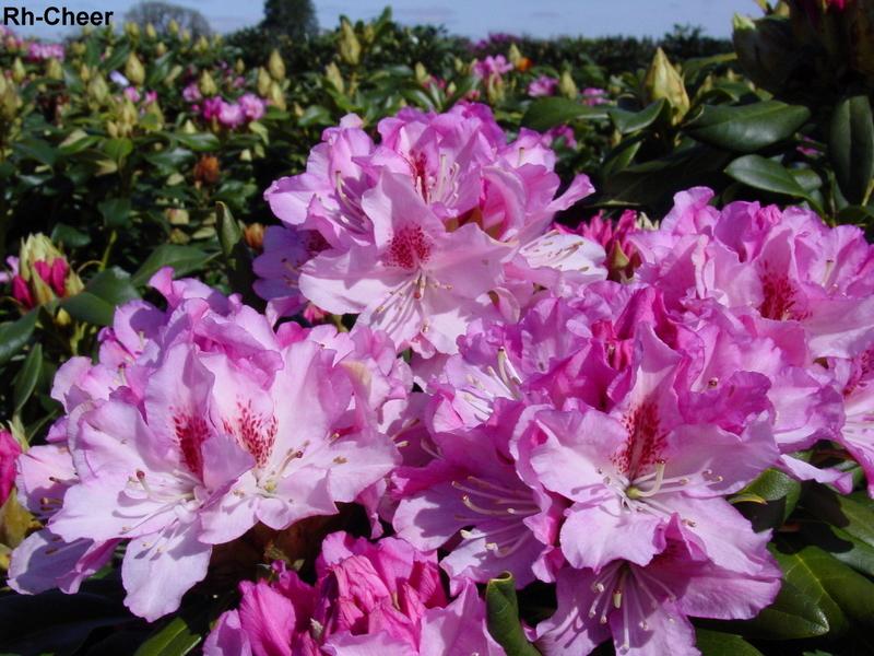Rhododendron Cheer