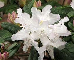 Rhododendron Dora Amateis — photo 1