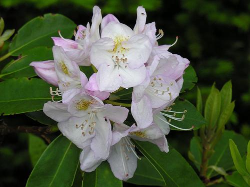 Rhododendron Gomer Waterer