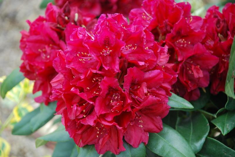 Rhododendron Henrys Red — photo 1