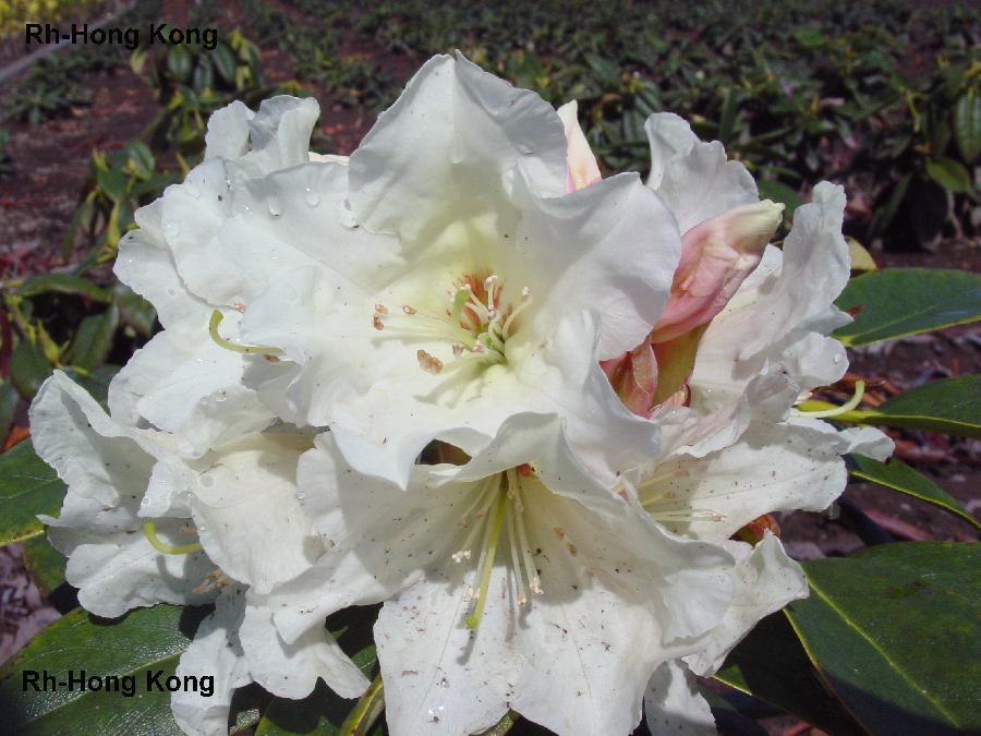 Rhododendron Hong Kong
