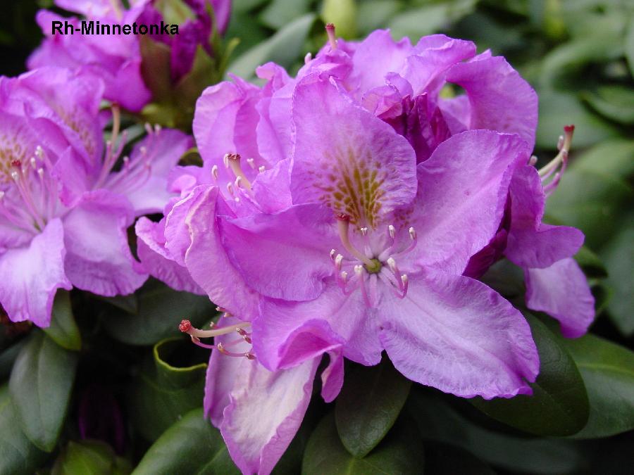 Rhododendron Minnetonka