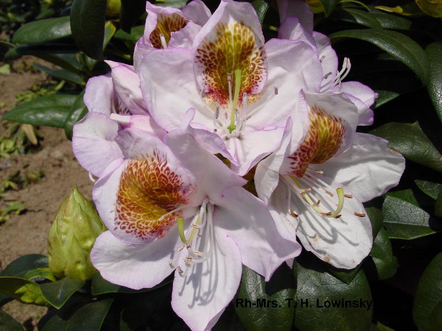 Rhododendron Mrs. T. H. Lowinsky
