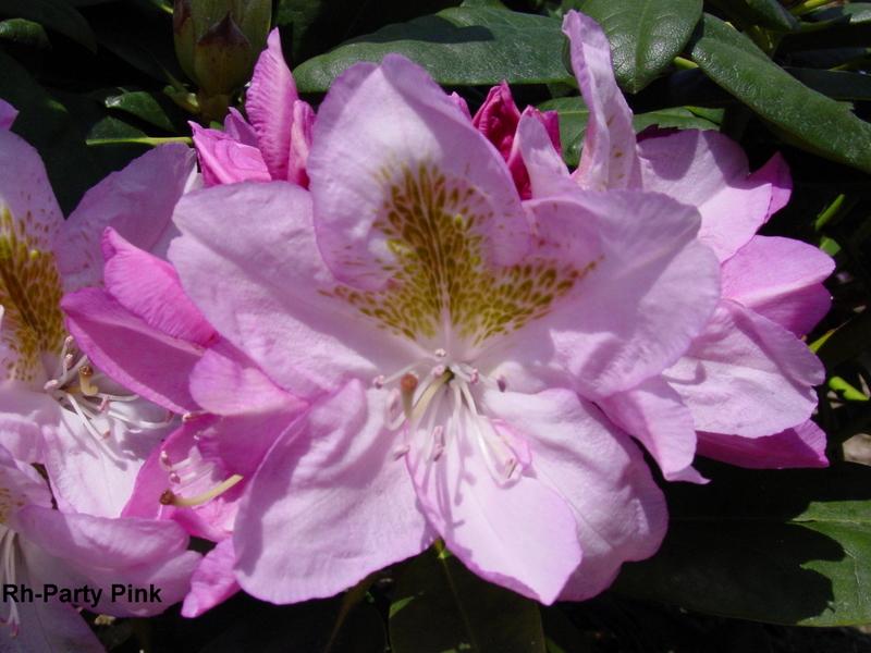 Rhododendron Party Pink