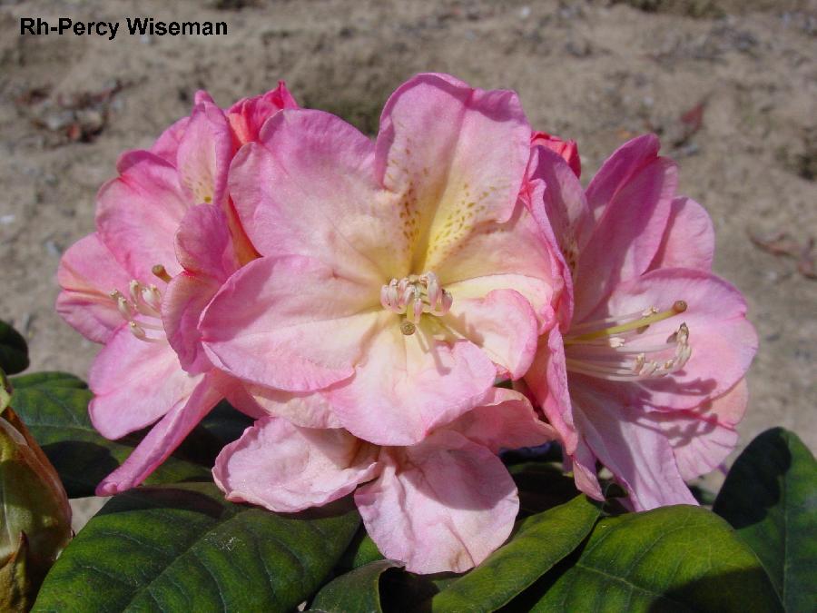 Rhododendron Percy Wiseman — photo 1