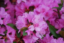 Rhododendron 'PJM Olga Mezitt' — photo 1