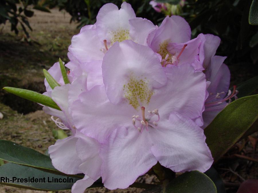 Rhododendron President Lincoln