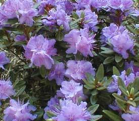 Rhododendron Purple Gem — photo 1