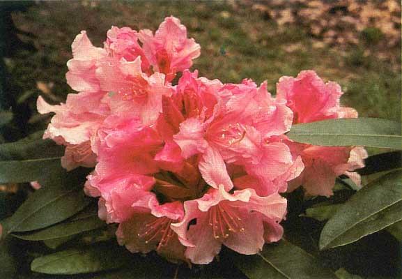 Rhododendron Roseum Pink
