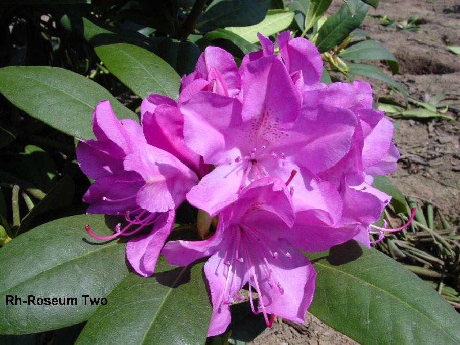 Rhododendron Roseum Two
