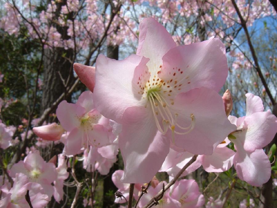 Rhododendron schlippenbachii — photo 1