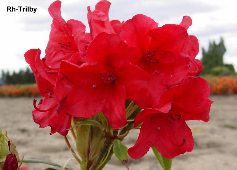 Rhododendron Trilby