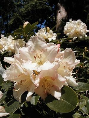 Rhododendron Unique