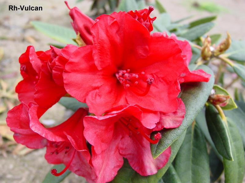 Rhododendron Vulcan
