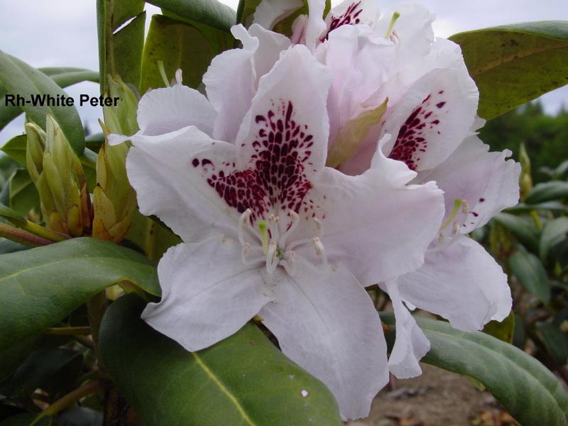 Rhododendron White Peter