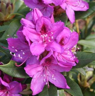 Rhododendron Wojnars Purple — photo 1
