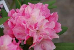 Rhododendron Yaku Prince — photo 1
