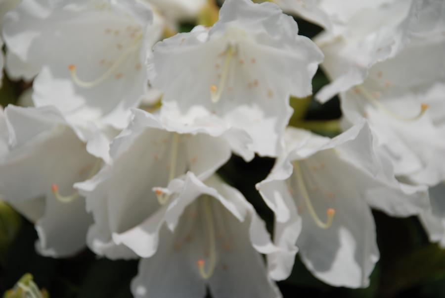 Rhododendron Yaku Princess