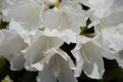 Rhododendron Yaku Princess — photo 1