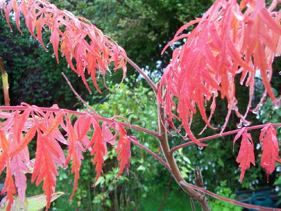 Rhus typhina 'Laciniata' — photo 1