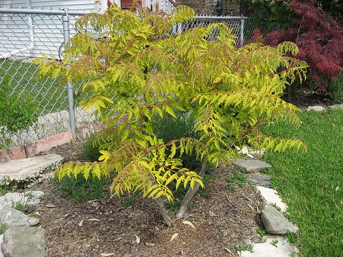 Rhus typhina 'Tiger Eyes' — photo 1