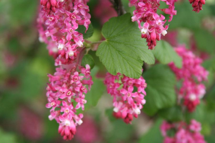 Ribes sanguineum King Edward VII