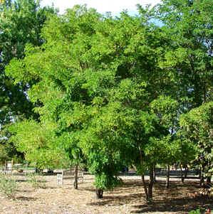 Robinia pseudoacacia 'Purple Robe'
