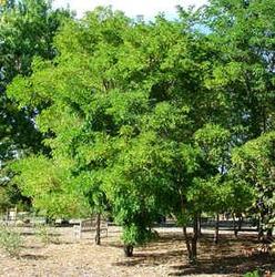 Robinia pseudoacacia 'Purple Robe' — photo 1