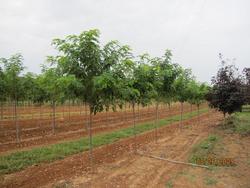 Robinia pseudoacacia 'Purple Robe' — photo 2