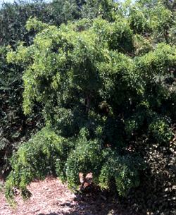 Robinia pseudoacacia 'Twisty Baby'
