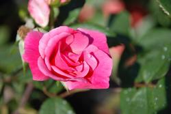 Rosa 'Blush Knock Out' — photo 1