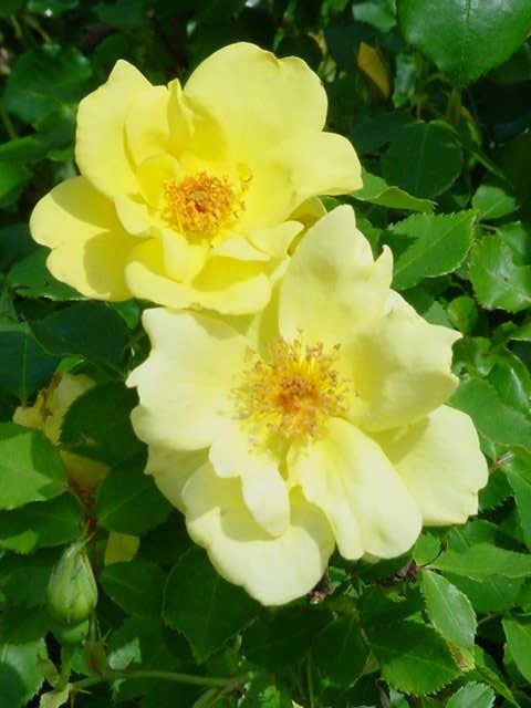 Rosa 'Carefree Sunshine' — photo 1