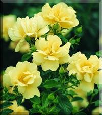 Rosa 'Carpet Yellow' — photo 1