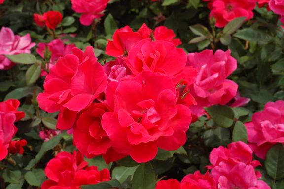 Rosa 'Double Knock Out' — photo 1