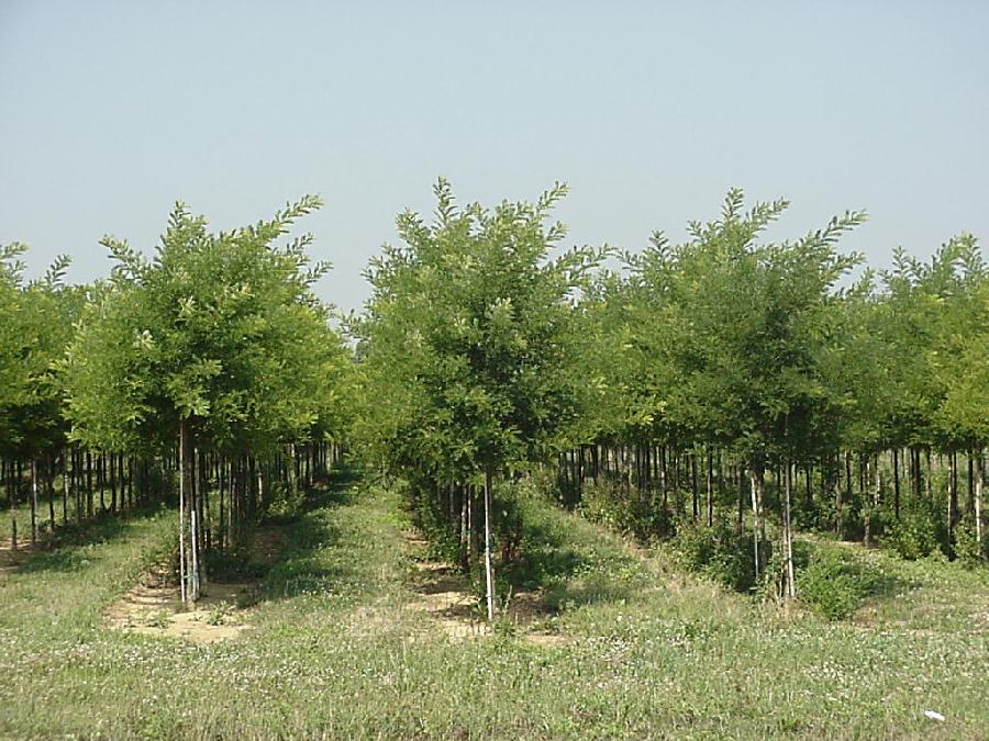 Sophora japonica